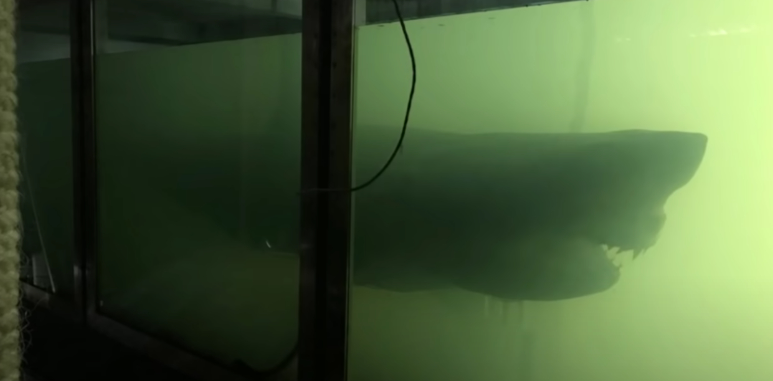 Gik rundt i forladt dyrepark: Så gjorde han en opdagelse, der gav ham et chok