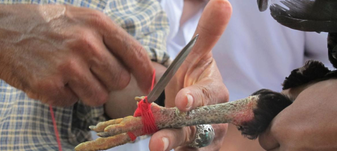 Tragisk: Bevæbnede haner har taget livet af to mænd