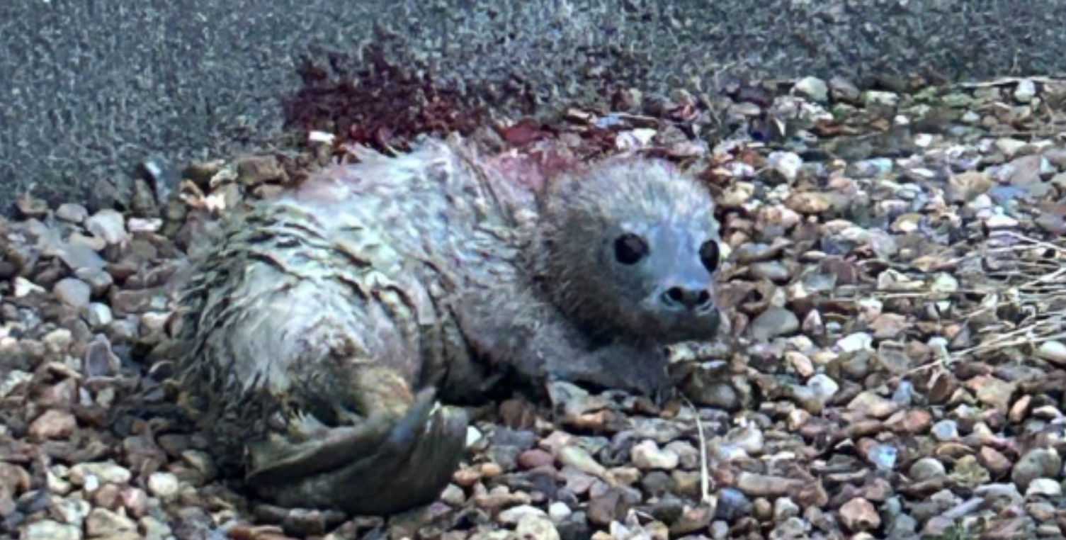 Ekstrem sjælden verdenssensation født på Fiskeri- og Søfartsmuseet i Esbjerg
