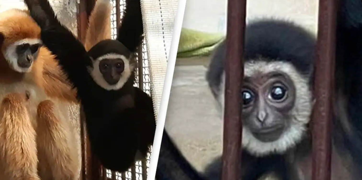 Abe blev gravid, selvom den bor alene i indhegning: 2 år efter afslører zoologisk have den bizarre forklaring