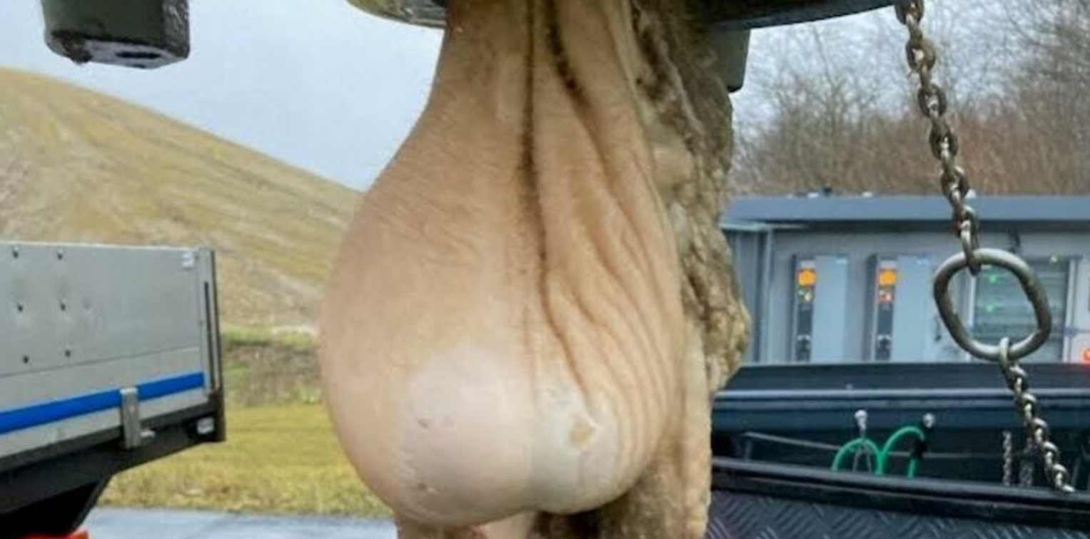 Mystisk fund i dansk kloak: Er det enorme testikler?