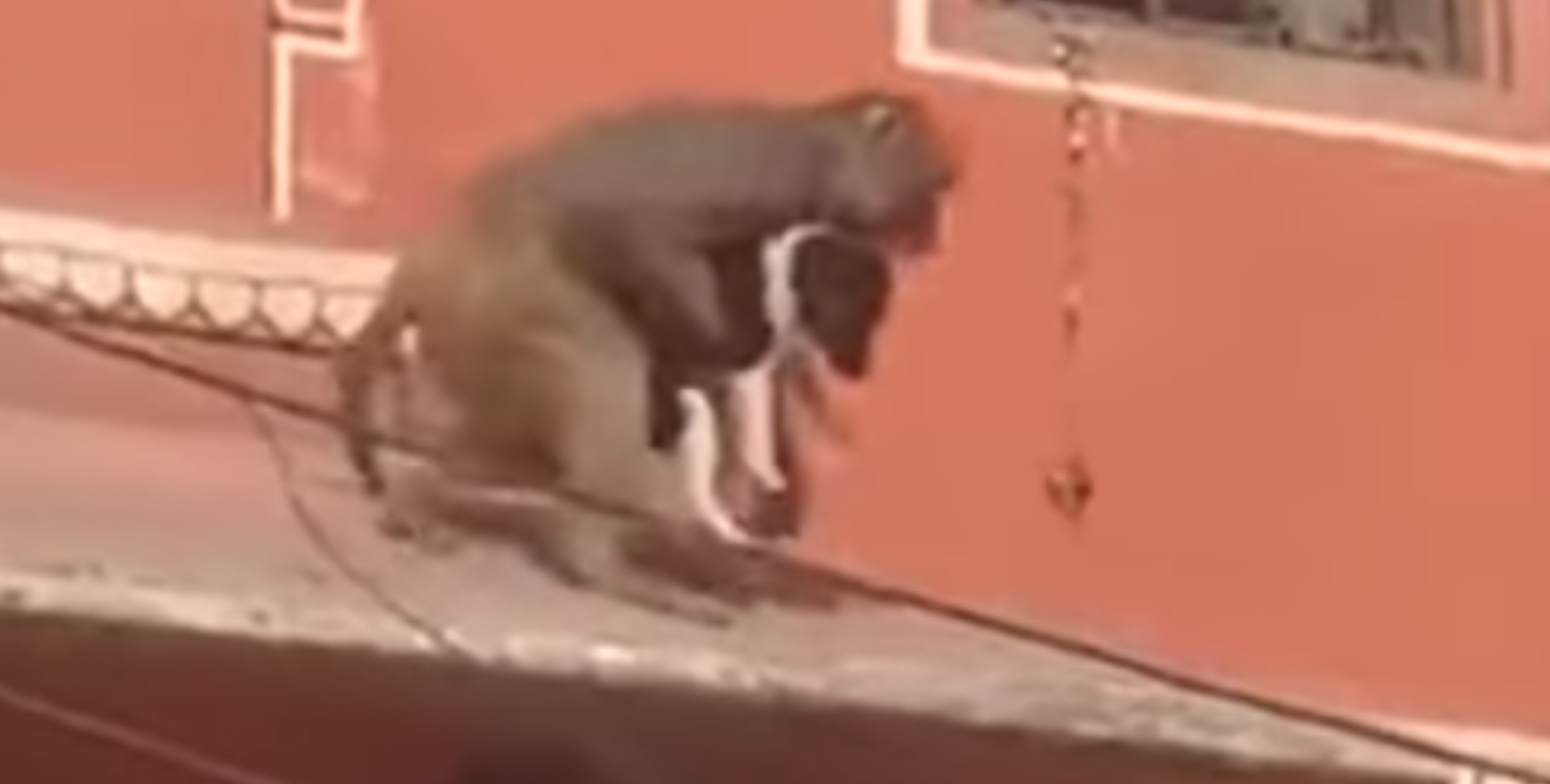 Video går viralt: Abe kidnapper hund, mens folk ser måbende til
