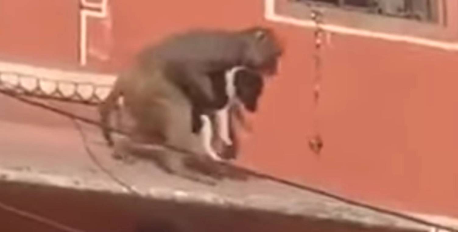 Video går viralt: Abe kidnapper hund, mens folk ser måbende til