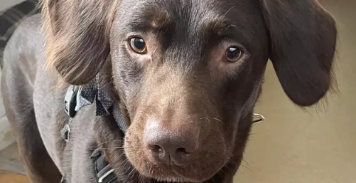 Labrado måtte i alkohol-afvænning: Årsagen er hjerteskærende