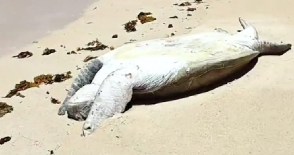 De fandt en strandet kæmpeskildpadde i vandkanten: Se så, hvad de gjorde