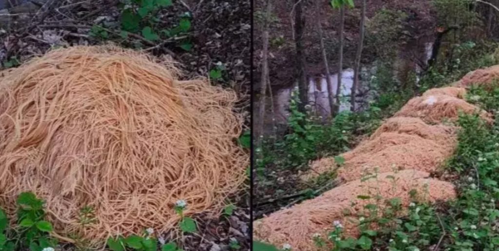 Beboer fandt 225 kilo kogt pasta i skoven: Du gætter aldrig, hvordan det var endt der