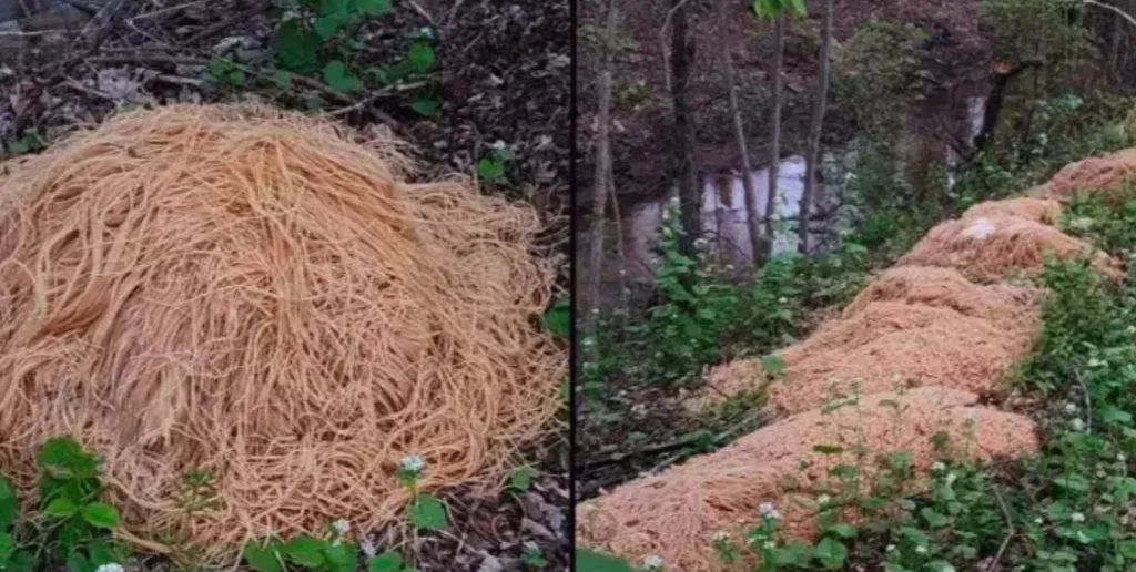 Beboer fandt 225 kilo kogt pasta i skoven: Du gætter aldrig, hvordan det var endt der