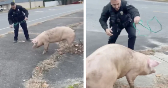 Politi deler morsom video: Fanger bortløben gris ved navn Albert Einsweine