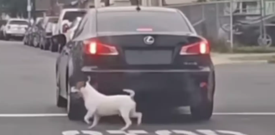 Video får internettet til at starte en menneskejagt: Se hvad denne hund gør, da den bliver efterladt på vejen af sin ejer