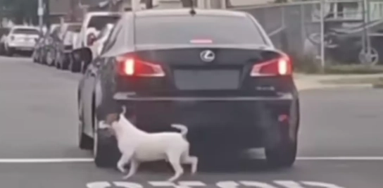 Video får internettet til at starte en menneskejagt: Se hvad denne hund gør, da den bliver efterladt på vejen af sin ejer