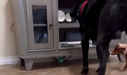 Hunden prøver desperat at få fat i sin bold under tv-bordet: Se så, hvad der sker, når gravhunden ankommer