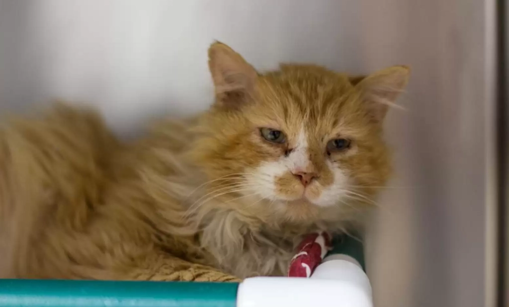 Ring-a-ding: Sådan reddede katten Fluffy sin 85-årige ejers liv