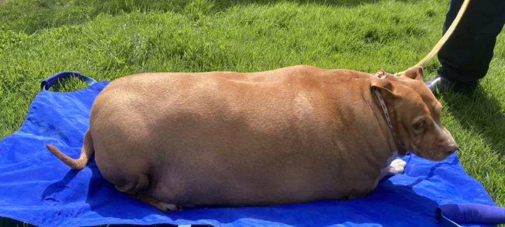 Hunden Nuggi vejede 54 kilo, inden den døde: Så lang er dommen for at have overfodret ham til døde