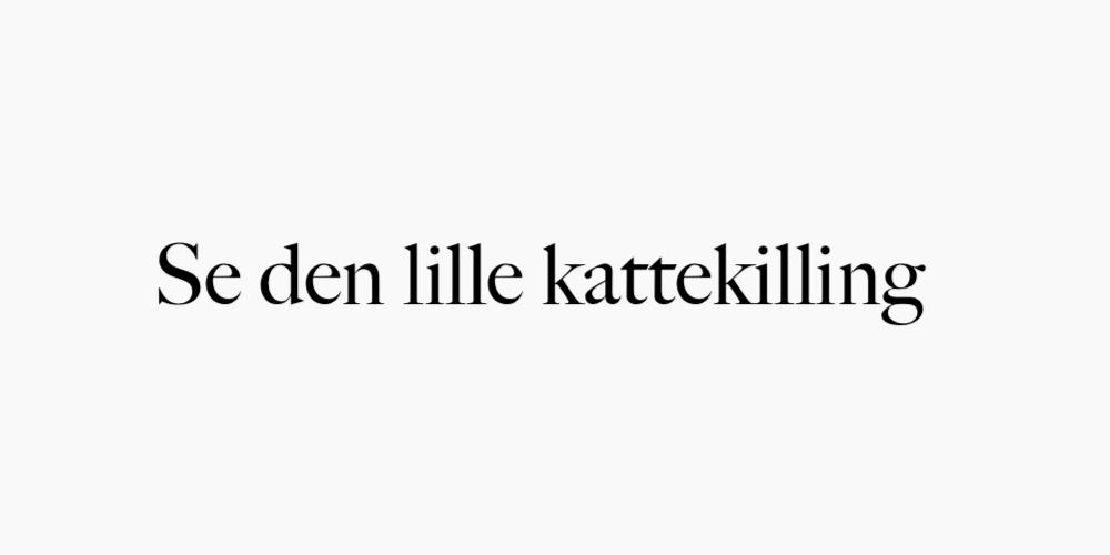 Se den lille kattekilling