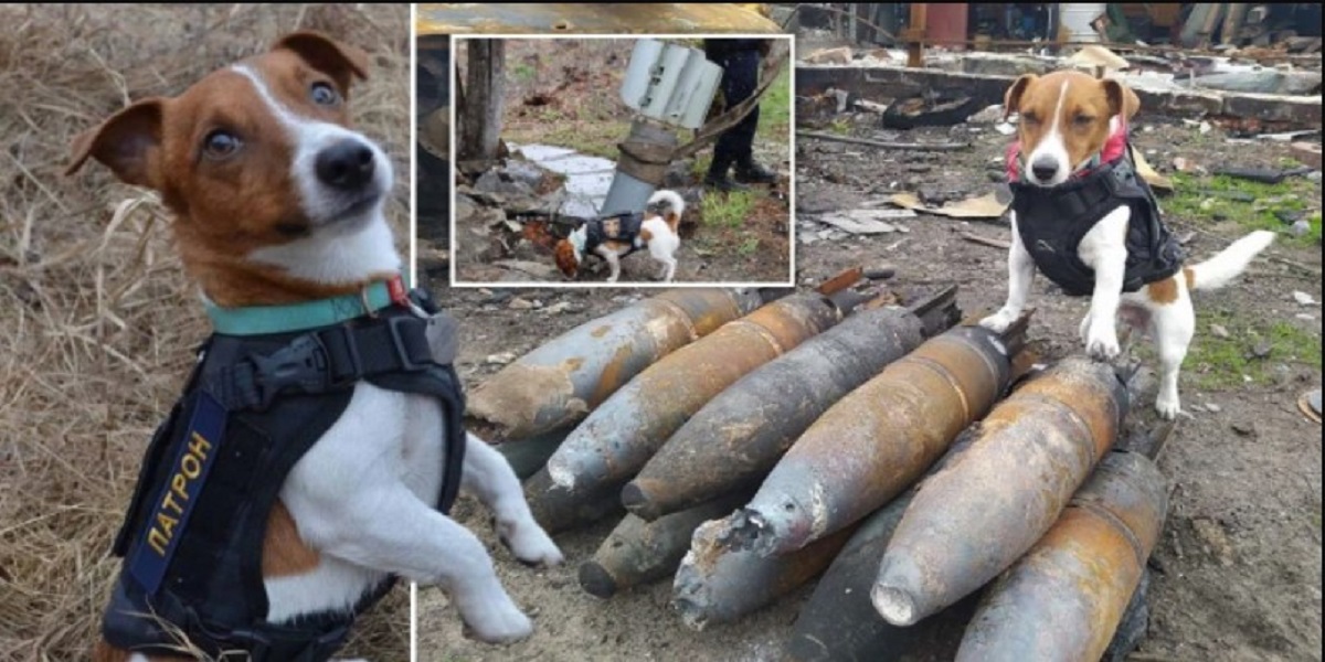 En helt særlig servicehund: Patron vækker begejstring og redder liv