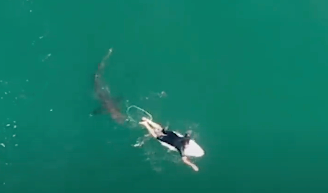 Vild video: Surfer var ved at blive til hajføde