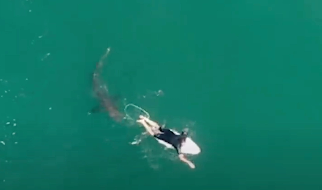 Vild video: Surfer var ved at blive til hajføde