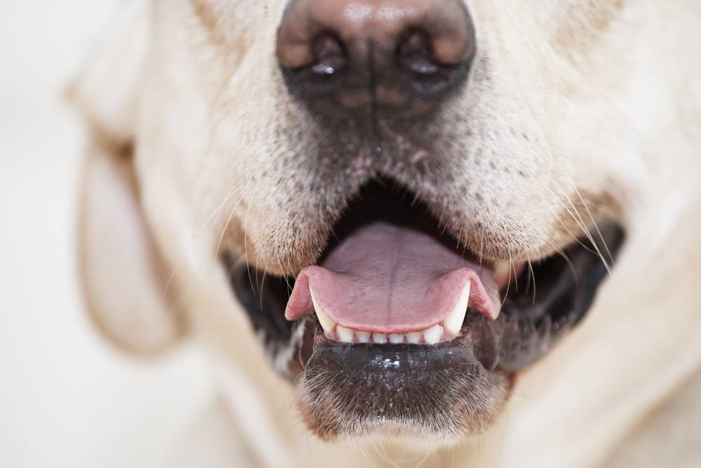 Familie blev vækket af gøende hund i nat: Da sandheden gik op for dem, skyndte de sig ud af vinduet