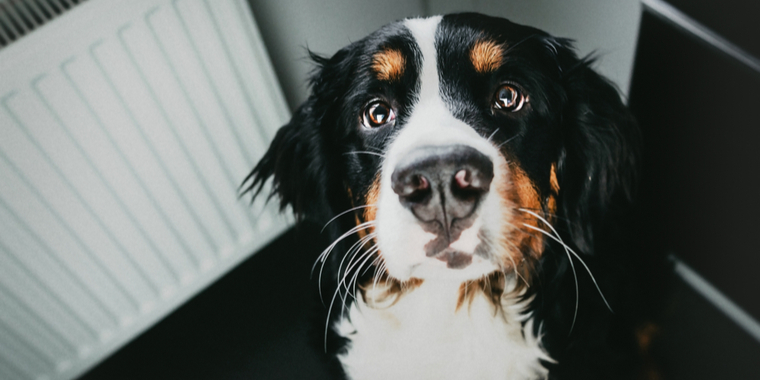 Disse 7 ting må du aldrig give til din hund