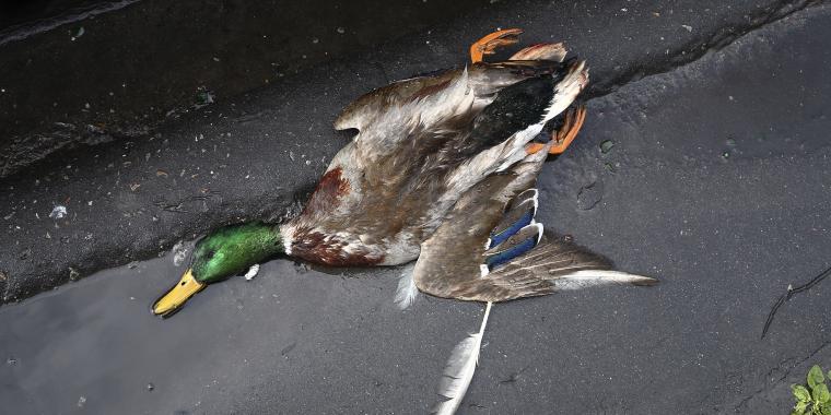 Fund af hundredvis af døde fugle: Nu advares borgere