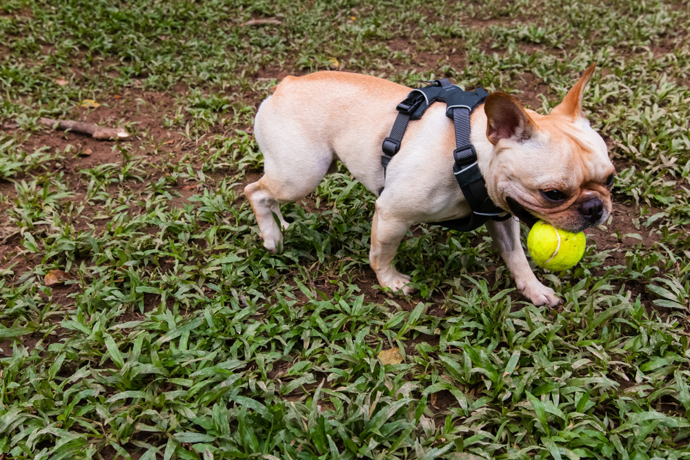 Derfor må du ikke lade din hund lege med tennisbolde