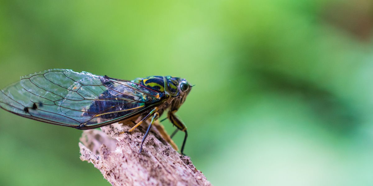 Insekter fra helvede: Parasit gør cikader til sexgale zombier