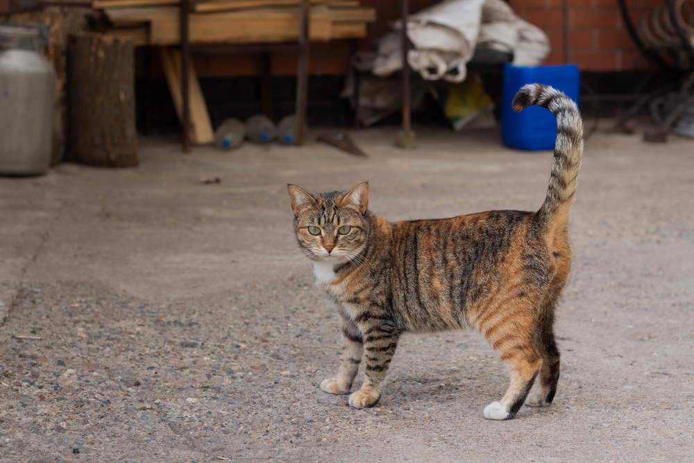 Chokerende: Fire katte fundet i lufttæt kasse – kun én overlevede