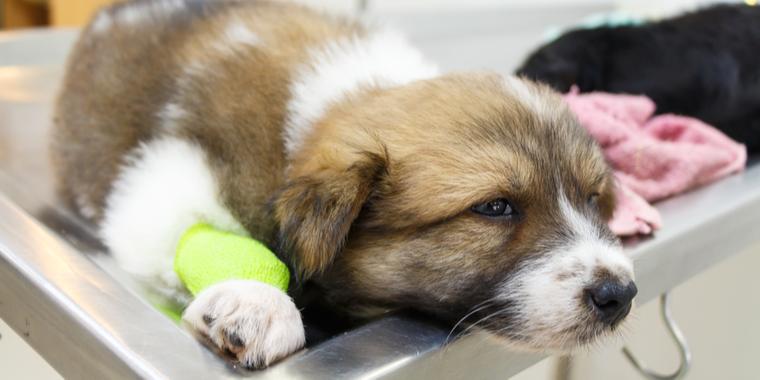 Skræmmer dyrlæger: Advarer danske hundeejere