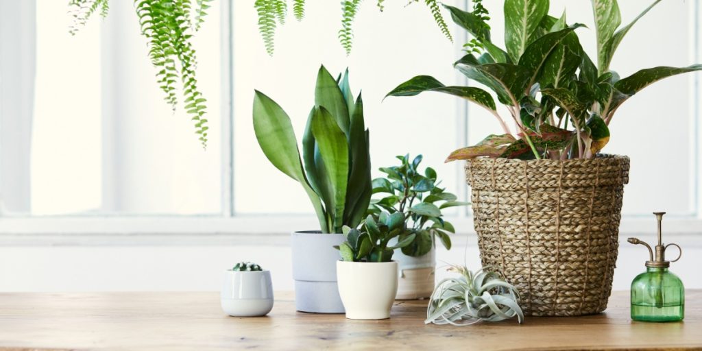Gartner advarer mod almen stueplanter-fejl: Du dræber dine planter hurtigere