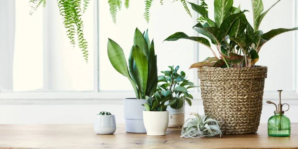 Gartner advarer mod almen stueplanter-fejl: Du dræber dine planter hurtigere