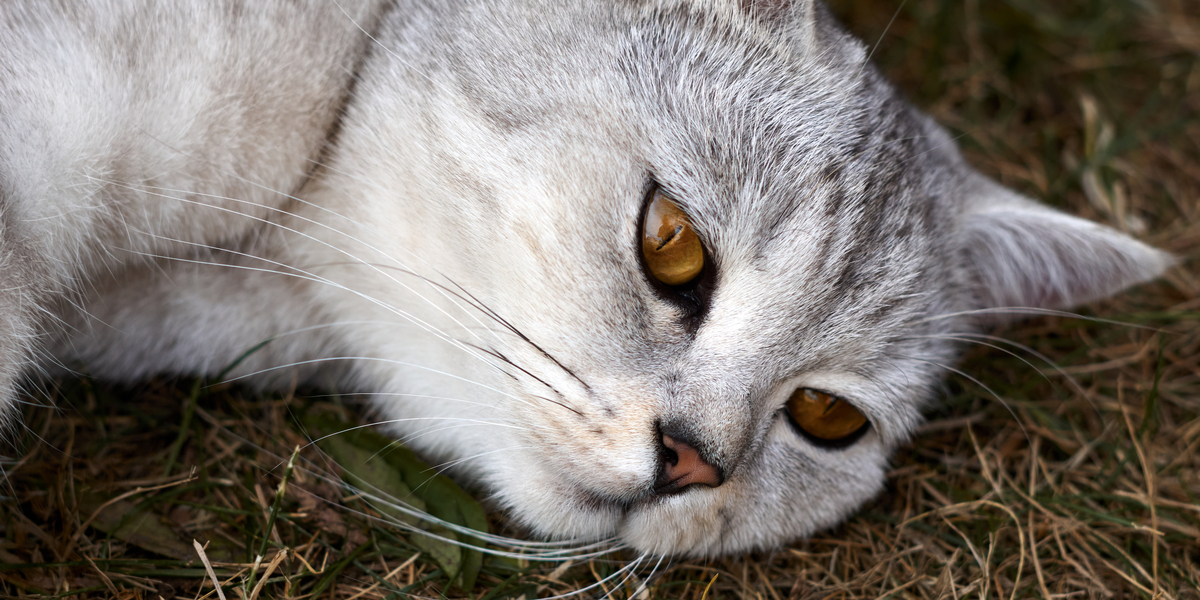 Verdens ældste kat er død. SÅ gammel blev den