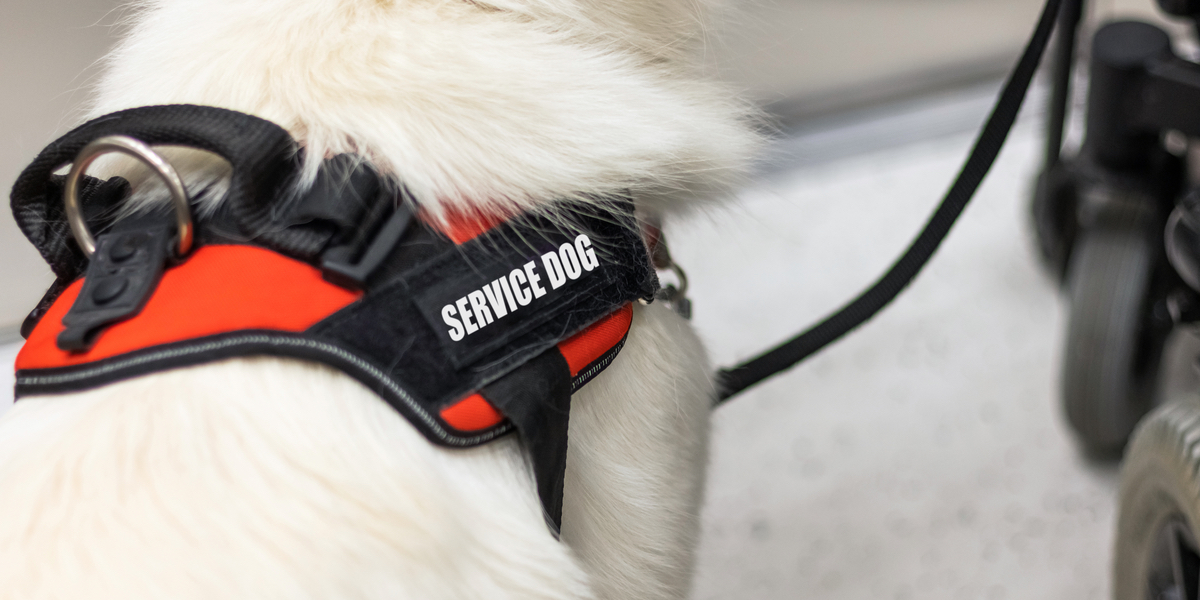 Brud kritiseres: Forbyder søsteren at medbringe servicehund, fordi den stjæler hendes opmærksomhed
