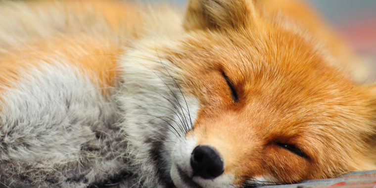 Ville være venner med ræv: Endte på hospitalet