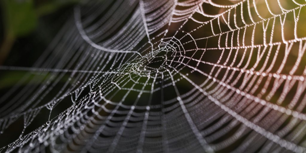 Edderkoppe-sæsonen er overstået – men nu er giftig edderkop fundet i gigantudgave