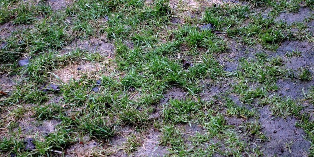 3 tips alle haveejere bør kende: Sådan redder du din plæne fra at drukne i regnen