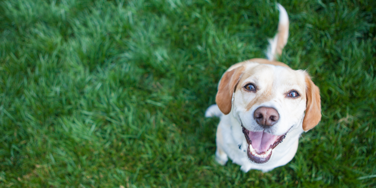 Dyrevenner skuffet efter dom: Så let slap mand, som misbrugte hunde seksuelt i 7 år