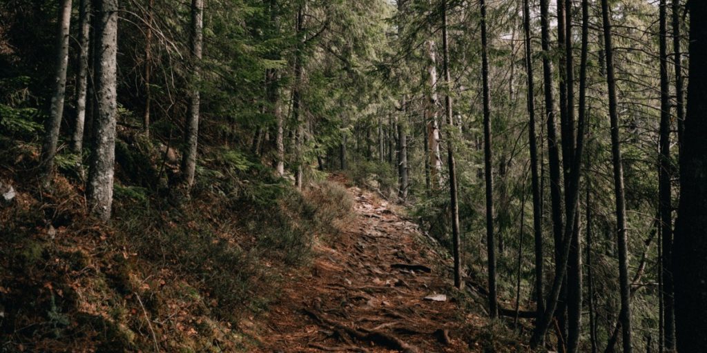 11-årig gjorde skræmmende fund i lokal skov: “En makaber ting at gøre”