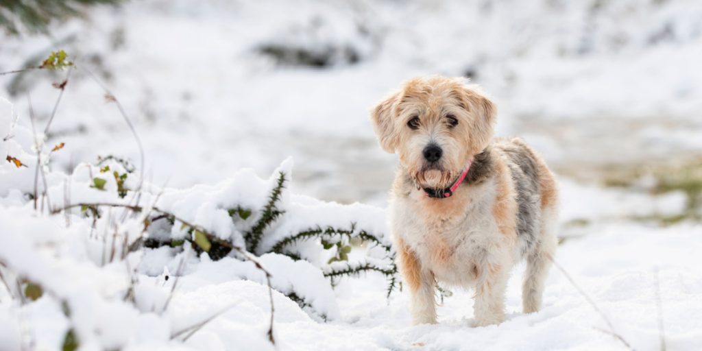 Advarsel til hundeejere: Dette må du ikke gøre med din hund