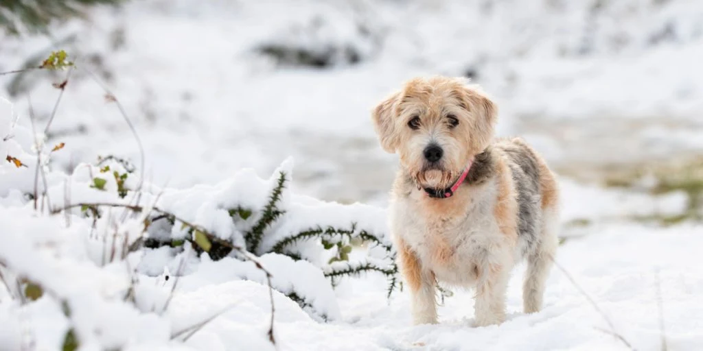 Advarsel til hundeejere: Dette må du ikke gøre med din hund