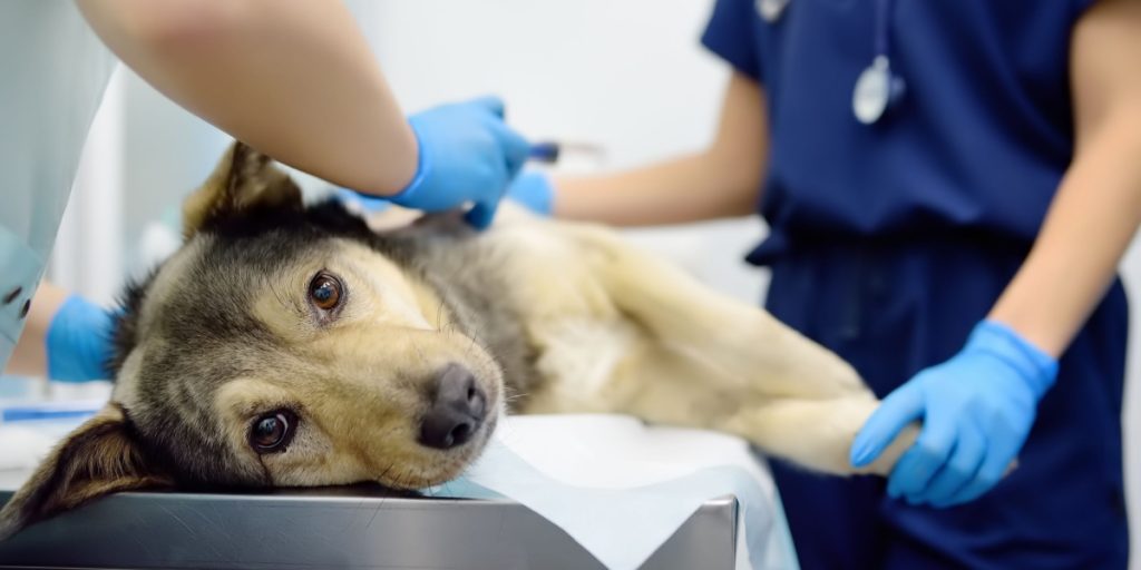 Tilbagekaldes med øjeblikkelig virkning: Adskillige hunde endt i krampe og panikanfald
