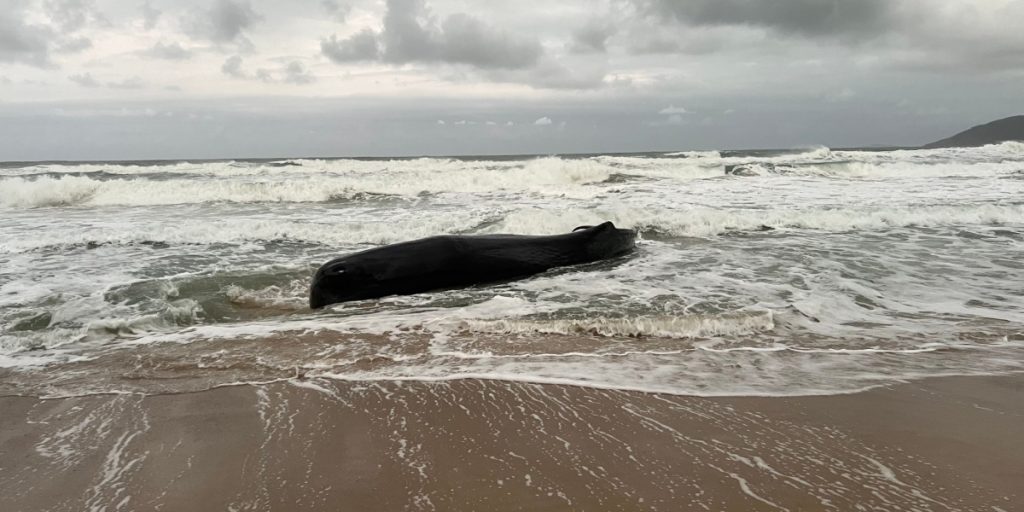 Hval skyllet op på dansk badestrand