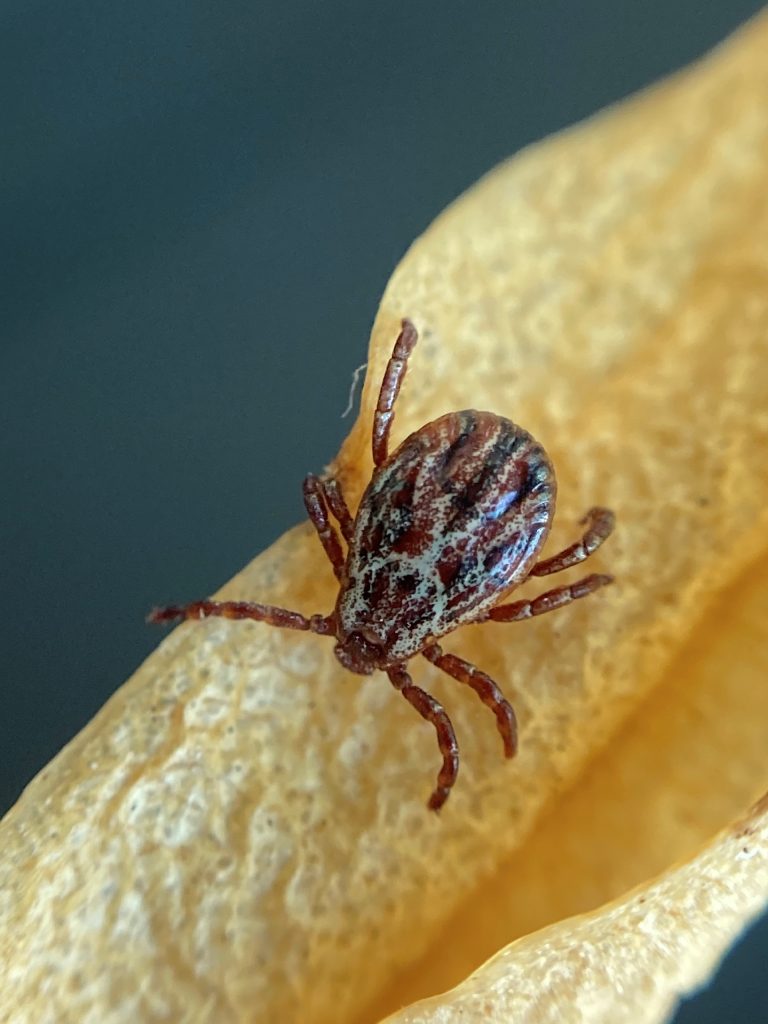 Flåter flygter fra denne duft: Billigt trick slår alle sprays fra butikken