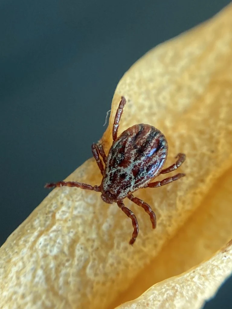 Flåter flygter fra denne duft: Billigt trick slår alle sprays fra butikken