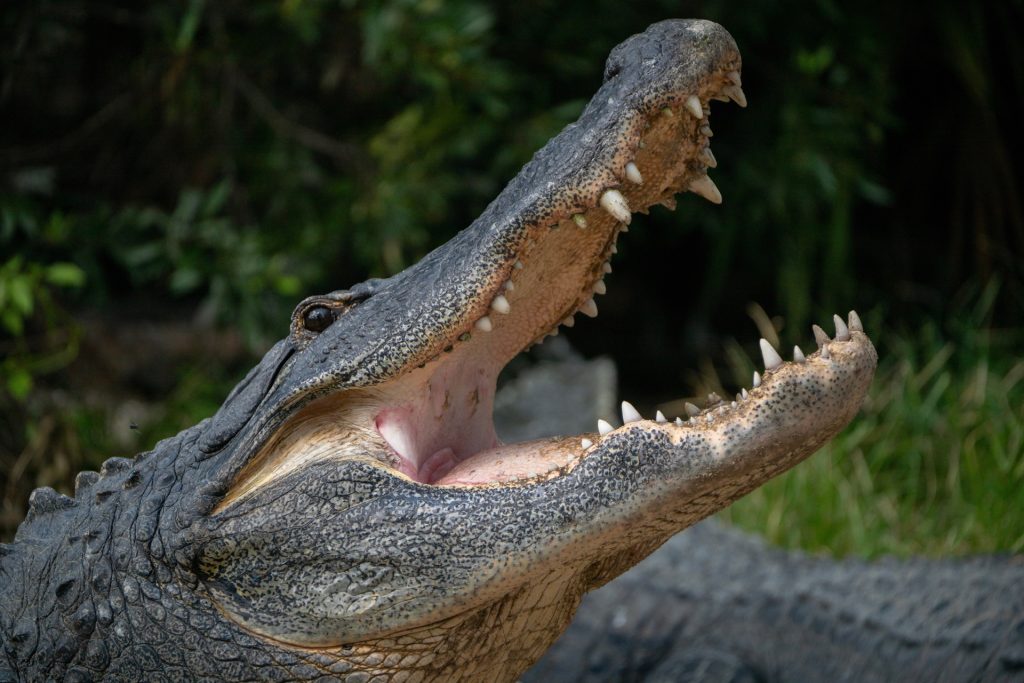 Rædselstur ved søen: Kvinde kaster sig over kæmpe alligator der havde hendes hund i munden