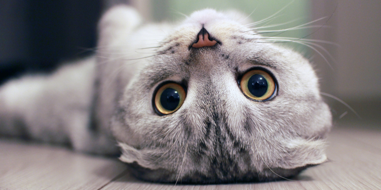 Katten Gandalf kom hjem med brutal besked – nu frygter ejere for hans sikkerhed