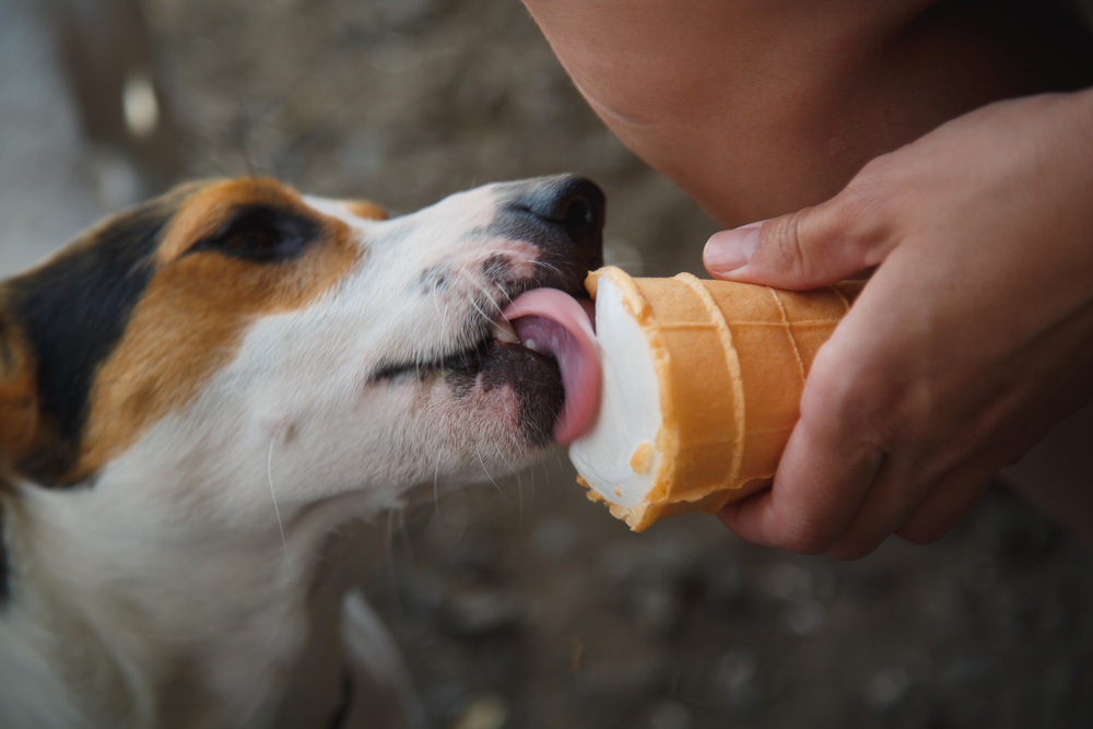 Derfor må du ikke lade din hund smage din is