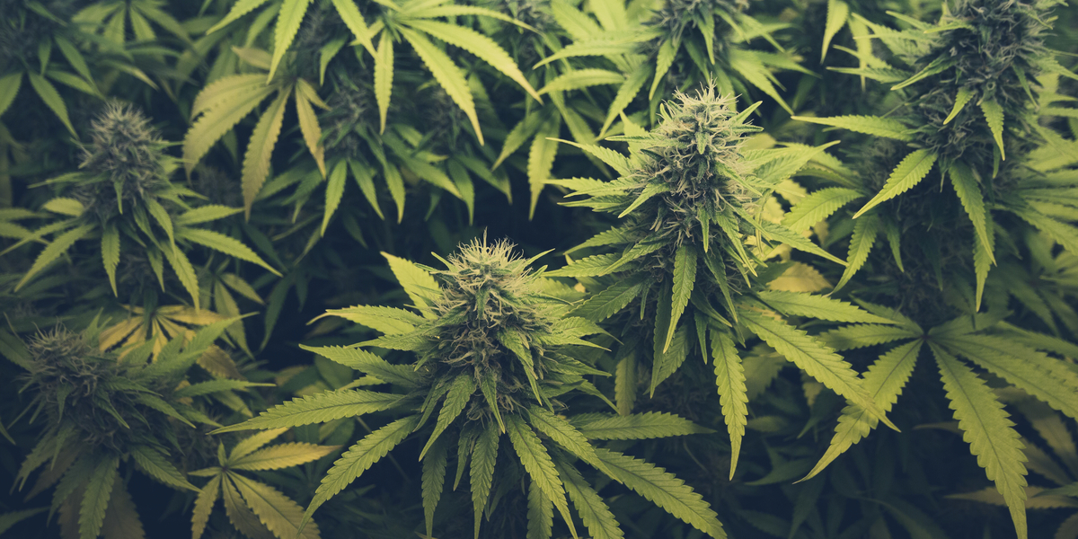 Legalisering af marihuana på vej? ‘Fungerede bemærkelsesværdigt godt’