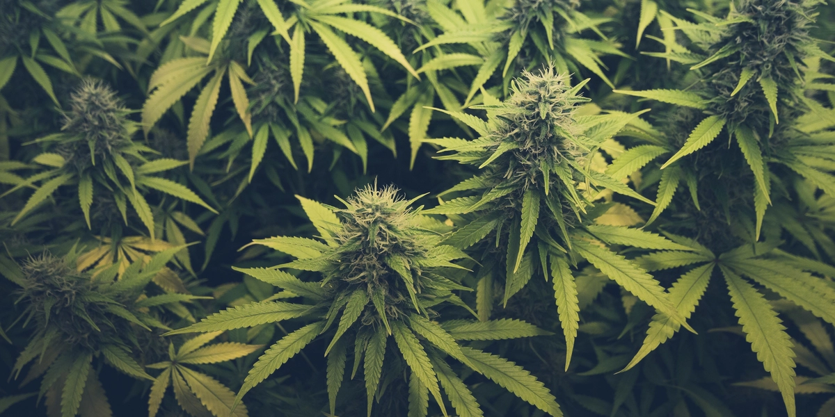 Legalisering af marihuana på vej? ‘Fungerede bemærkelsesværdigt godt’