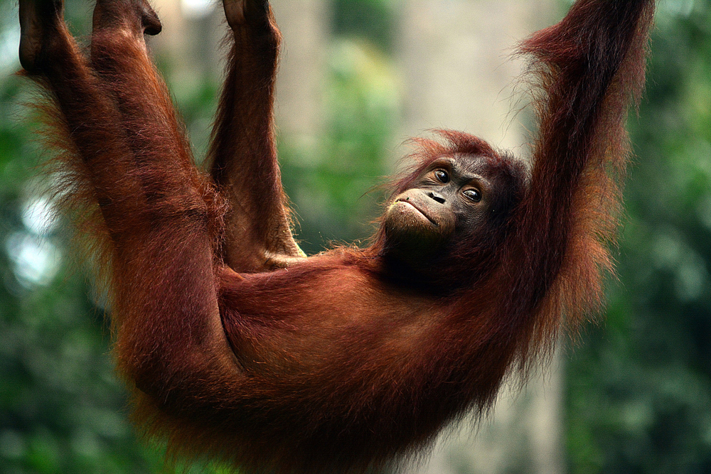 Orangutang blev tvunget ud i prostitution