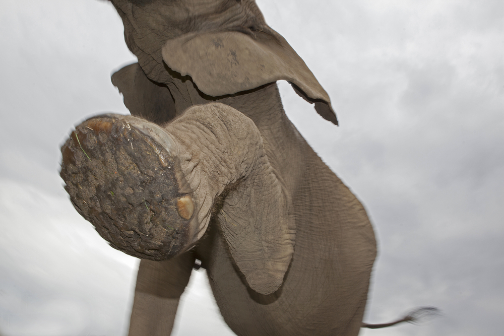 Krybskytte ‘trampet ihjel’ af elefant i Sydafrika